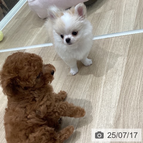 チワワの写真