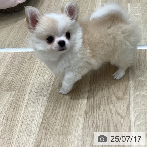 チワワの写真