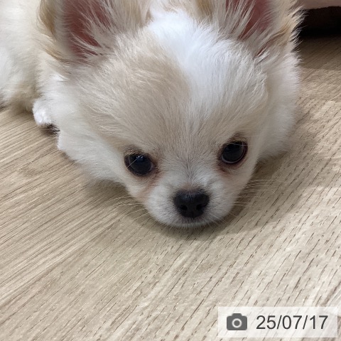チワワの写真