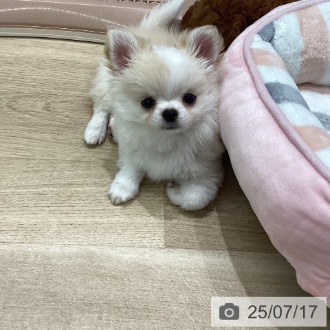 チワワの写真