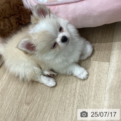 チワワの写真