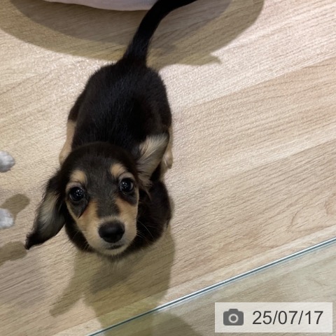 ミニチュア・ダックスフンドの写真
