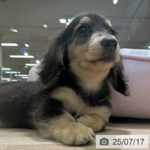 ミニチュア・ダックスフンドの写真