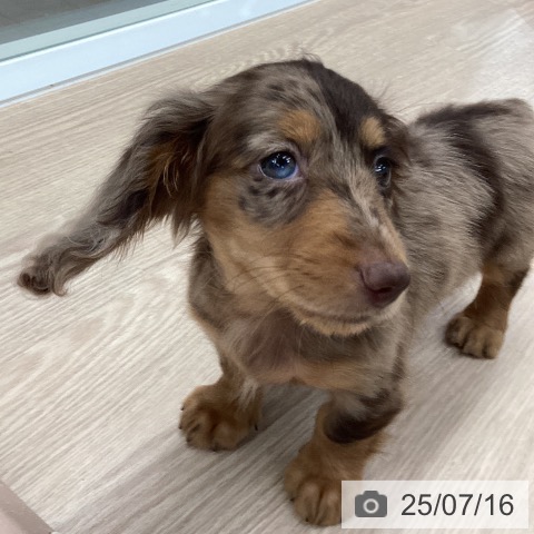 ミニチュア・ダックスフンドの写真