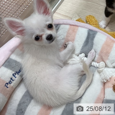 チワワの写真