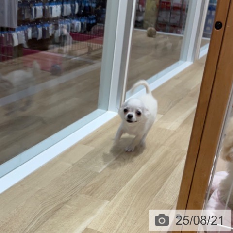 チワワの写真