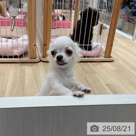 チワワの写真