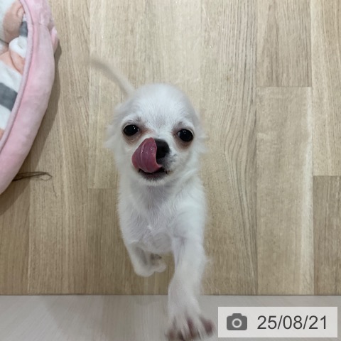チワワの写真