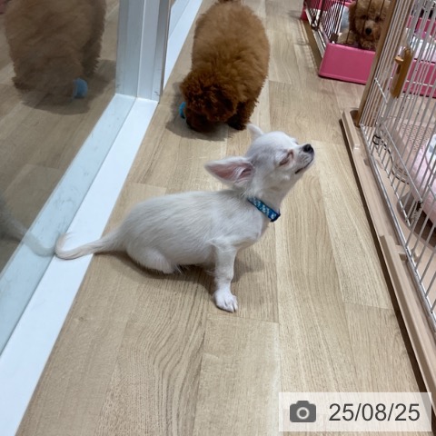 チワワの写真