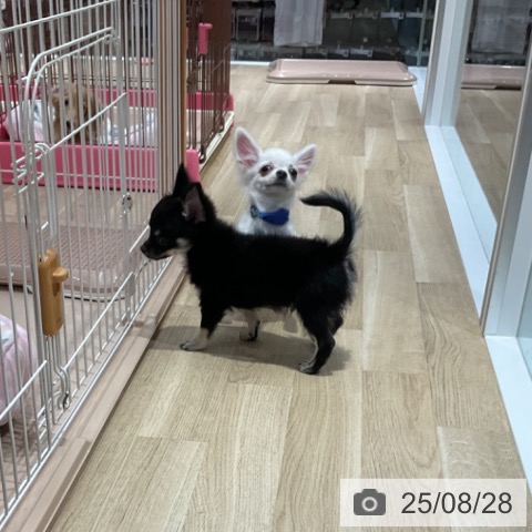 チワワの写真