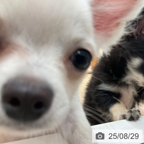 チワワの写真