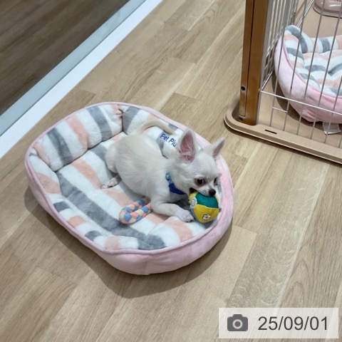 チワワの写真