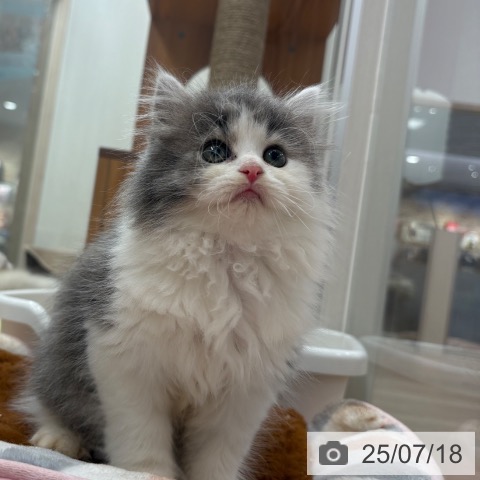 スコティッシュフォールドの写真
