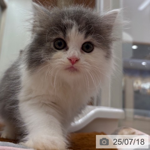 スコティッシュフォールドの写真
