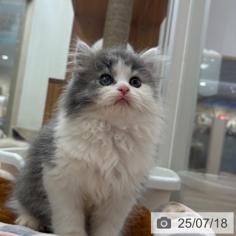 スコティッシュフォールドの写真