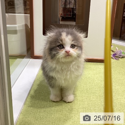 スコティッシュフォールドの写真