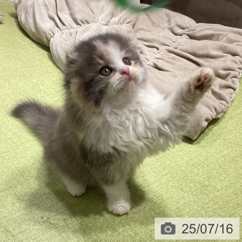 スコティッシュフォールドの写真