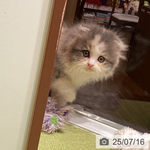 スコティッシュフォールドの写真