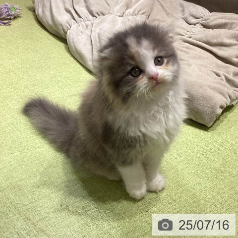スコティッシュフォールドの写真