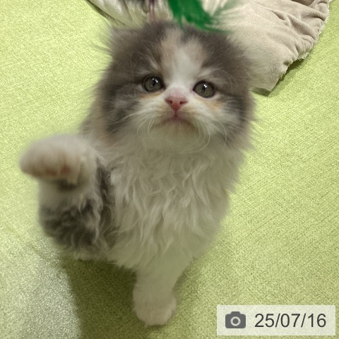 スコティッシュフォールドの写真