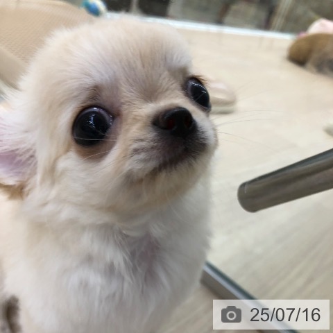 チワワの写真