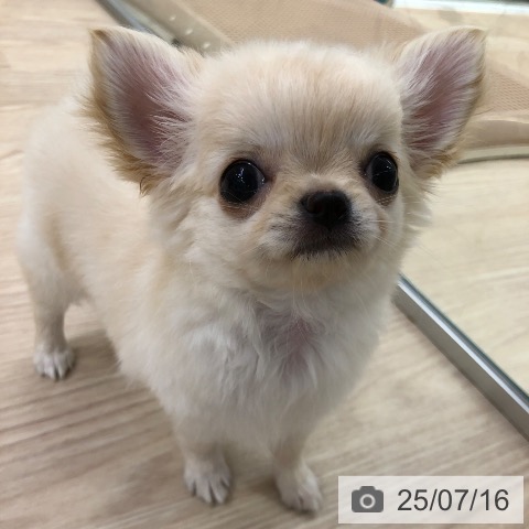 チワワの写真