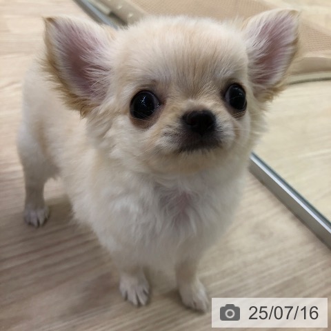 チワワの写真