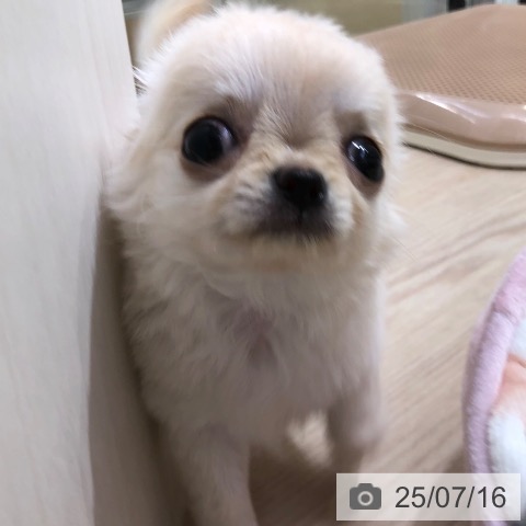 チワワの写真