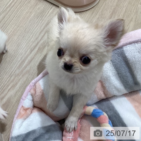 チワワの写真