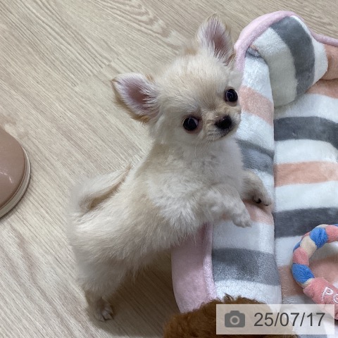 チワワの写真