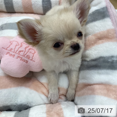 チワワの写真