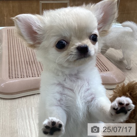 チワワの写真
