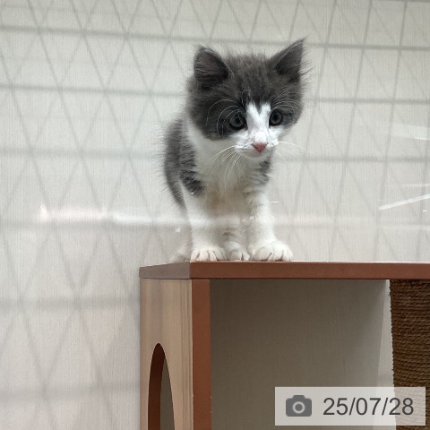ノルウェージャンフォレストキャットの写真