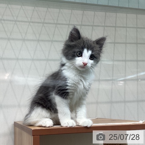 ノルウェージャンフォレストキャットの写真