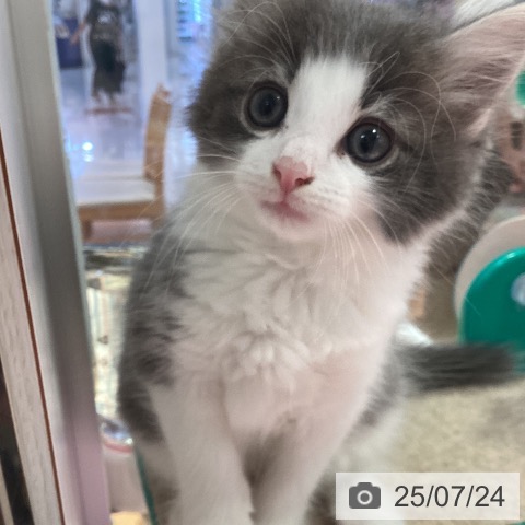 ノルウェージャンフォレストキャットの写真