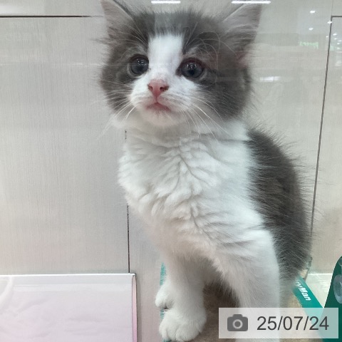 ノルウェージャンフォレストキャットの写真