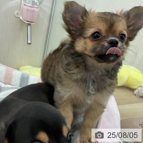 チワワの写真