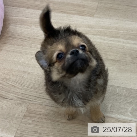 チワワの写真