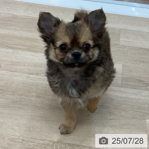 チワワの写真
