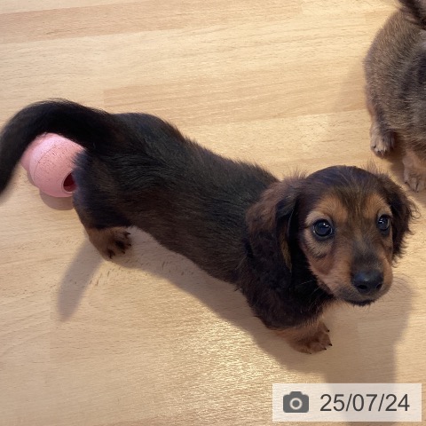 ミニチュア・ダックスフンドの写真