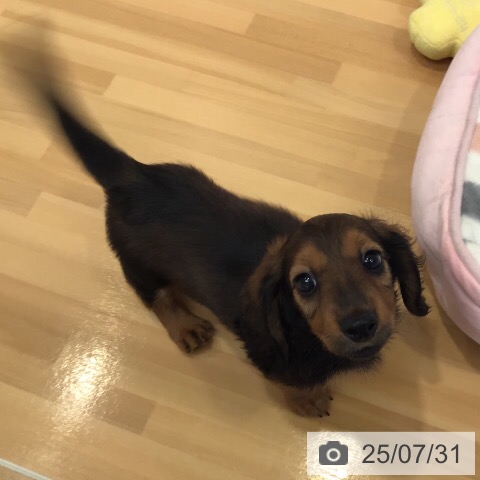 ミニチュア・ダックスフンドの写真