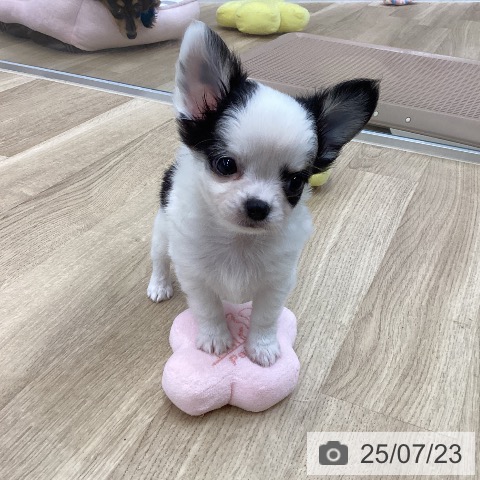チワワの写真