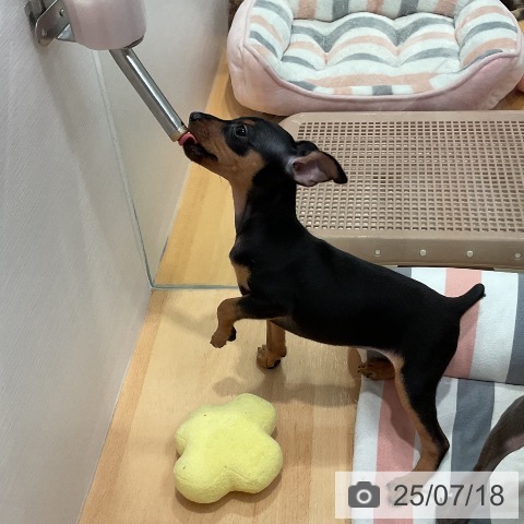 ミニチュア・ピンシャーの写真