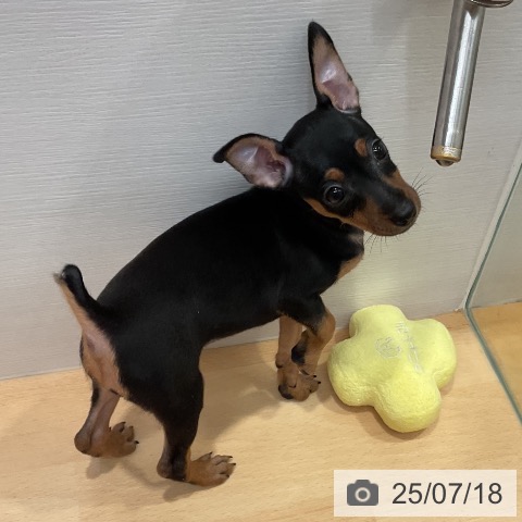 ミニチュア・ピンシャーの写真