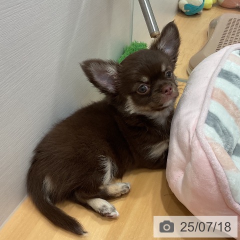 チワワの写真