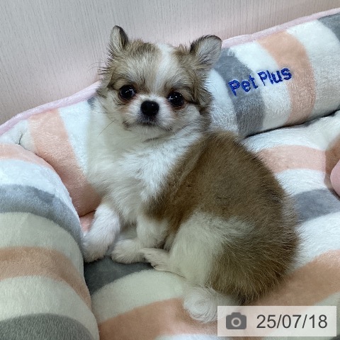 チワワの写真