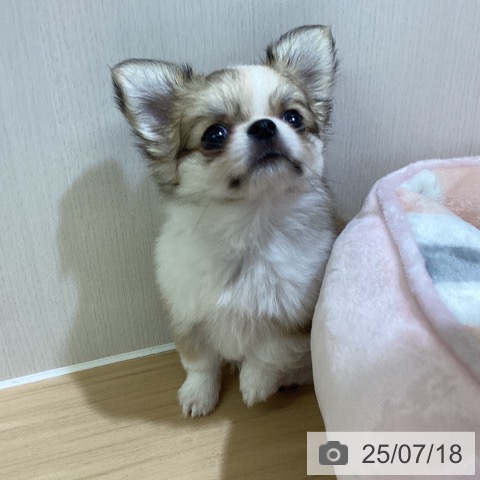 チワワの写真