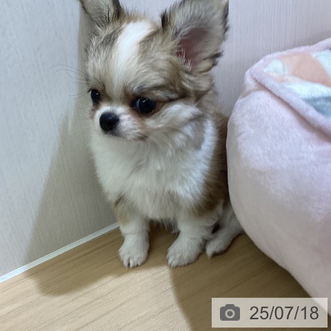 チワワの写真