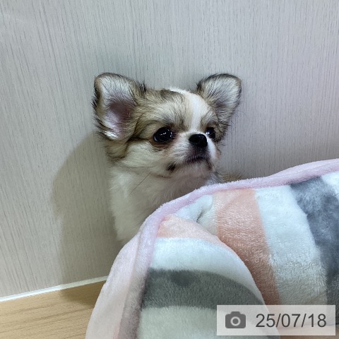 チワワの写真