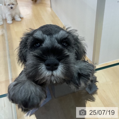 ミニチュア・シュナウザーの写真